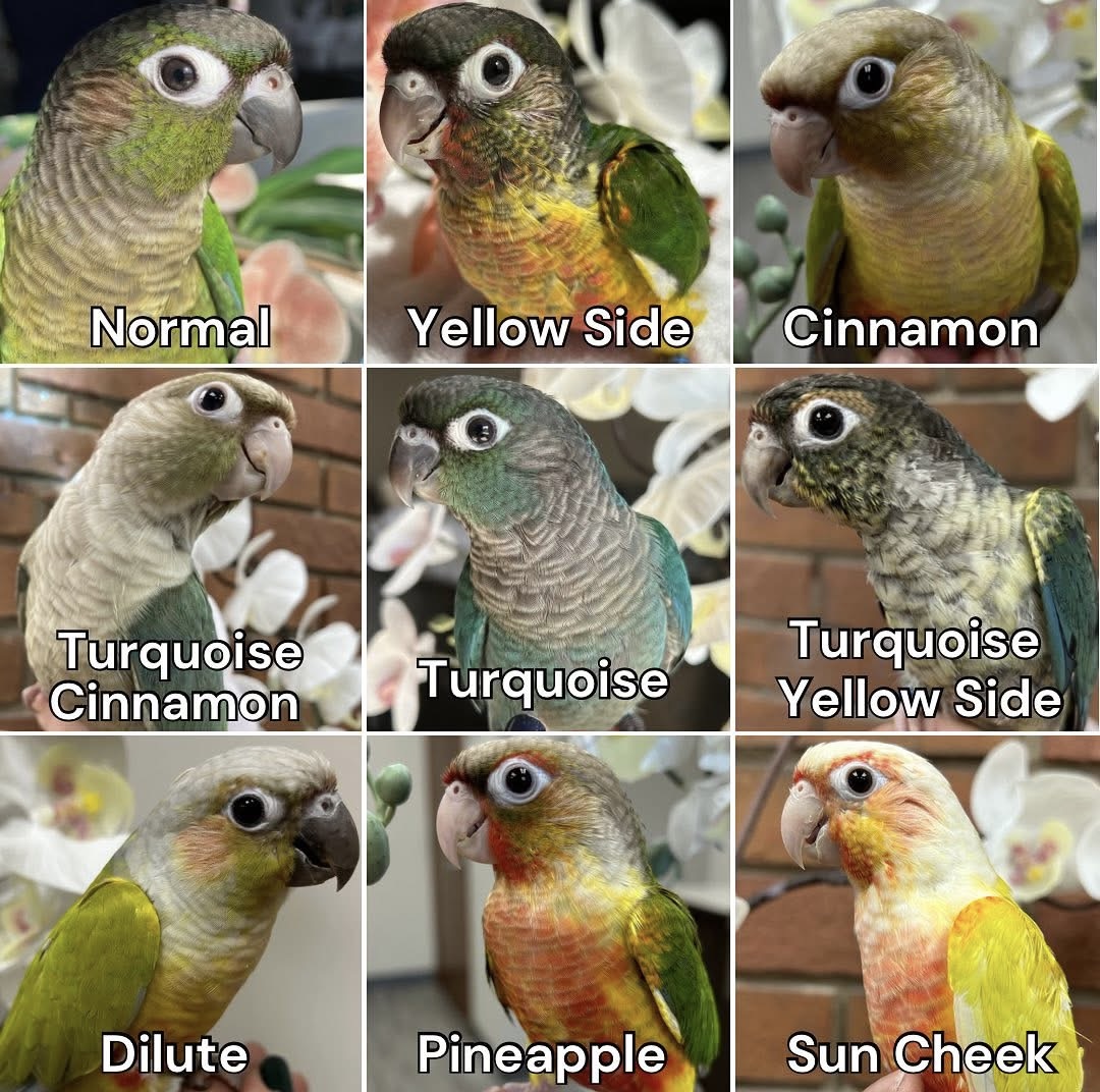 Mutations